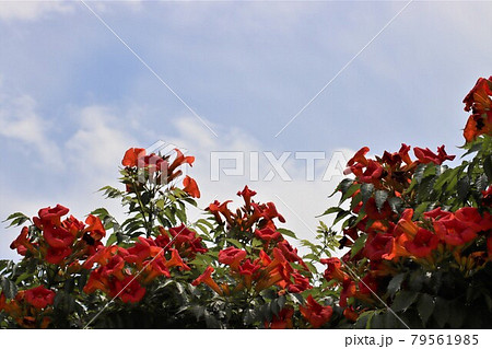 ノウゼンカズラの花言葉は名声と名誉 79561985