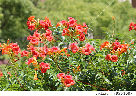 緑色背景に鮮やかな朱色の花が映えるの写真素材