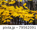 Yellow maple autumn leaves in cloudy park 79562091