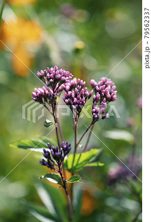 陽が当たる草花を背景にした開花直前のつぼみをつけたサワフジバカマの花序1 陽が当たる草花を背景にした開花直前のつぼみをつけたサワフジバカマの花序1 79562337