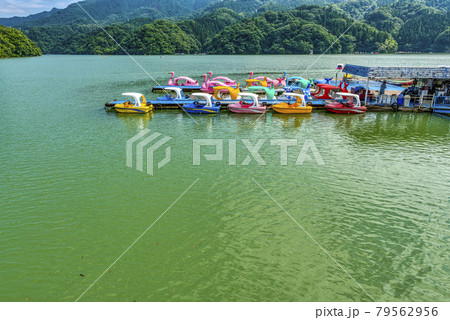 初夏の相模湖　スワンボート　神奈川県 79562956