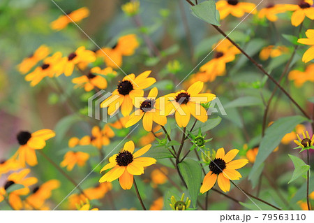 満開のルドベキア 満開のルドベキア 79563110