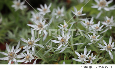 ハヤチネウスユキソウ 79563514