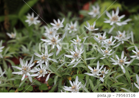 ハヤチネウスユキソウ ハヤチネウスユキソウ 79563516