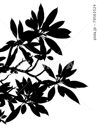 プルメリアのシルエット 南国のイメージのイラスト素材