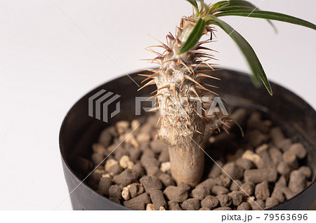 パキポディウムグラキリス 79563696