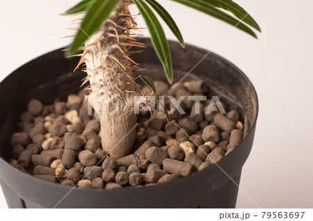 パキポディウムグラキリス 79563697