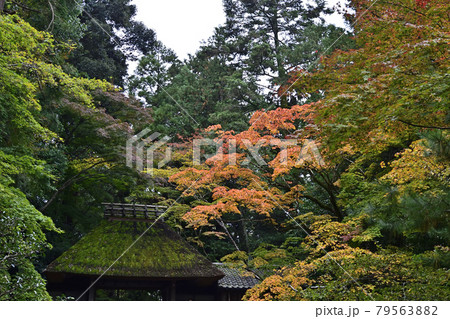 法然院　山門 79563882