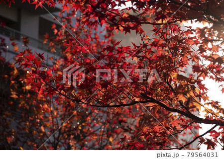 都会の紅葉　楓 79564031