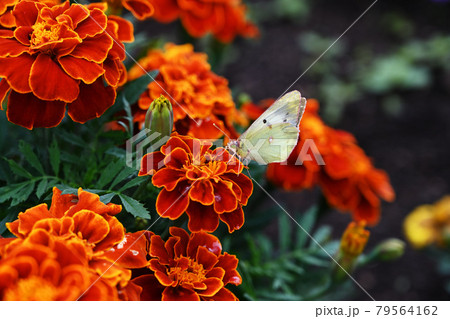 花と蝶 花と蝶 79564162