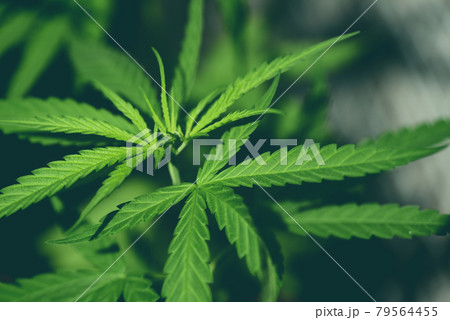 Cannabis leaf, Marijuana leaves cannabis plant tree growing on farm, Hemp leaf for extract medical healthcare nature 79564455