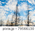 カラマツ 79566130