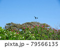 カラス 79566135