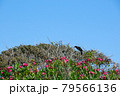 カラス 79566136