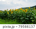 ひまわり畑 79566137
