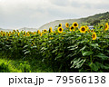 ひまわり畑 79566138