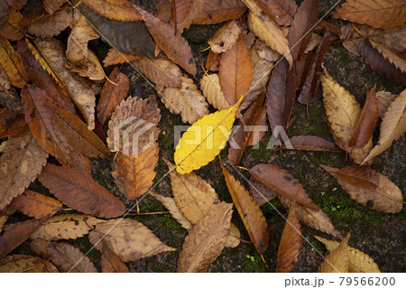 紅葉　落ち葉　黄色い葉 79566200