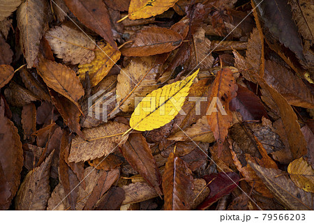 紅葉 落ち葉 黄色い葉の写真素材