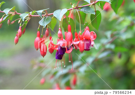 風にゆれるフクシア ツリウキソウ の花の写真素材