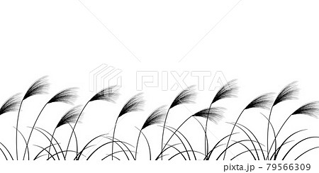 ススキ　秋　十五夜　背景 79566309