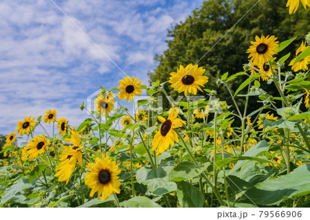 快晴 ひまわり畑 夏イメージ素材 79566906
