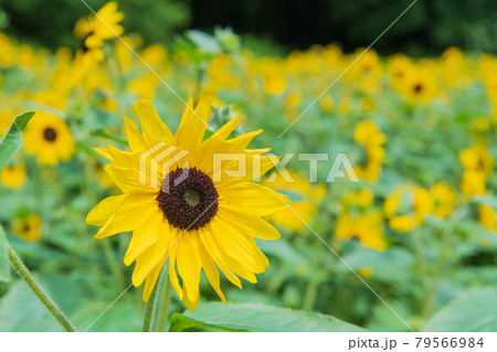 向日葵 高画質 夏イメージ素材の写真素材