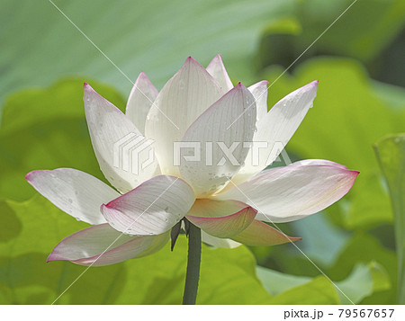 ハスの花 ハスの花 79567657