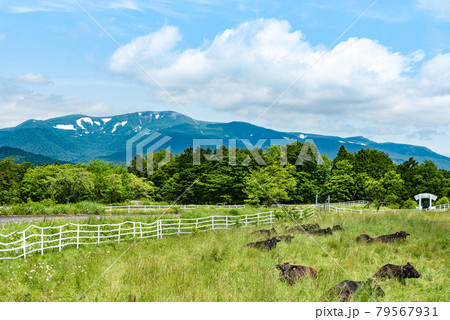 栗駒山 駒姿の残雪と高原の牧場 栗駒山 駒姿の残雪と高原の牧場 79567931
