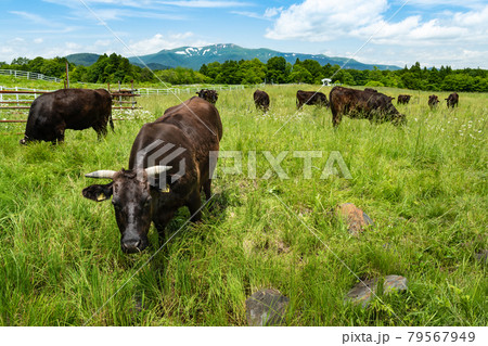 栗駒山 駒姿の残雪と高原の牧場と放牧牛 79567949