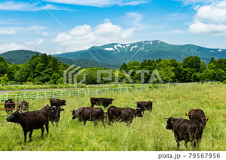 栗駒山 駒姿の残雪と高原の牧場と放牧牛 79567956