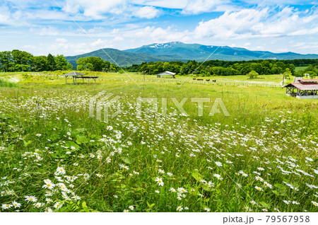 栗駒山 駒姿の残雪と高原の牧場 79567958