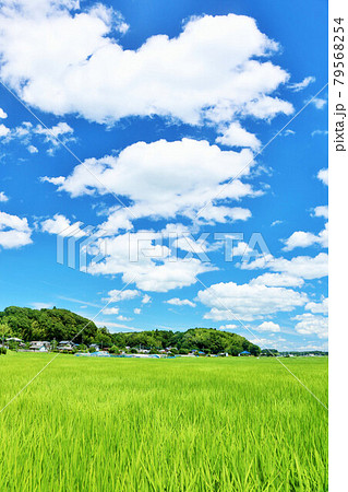 夏の青空と田んぼ風景 79568254
