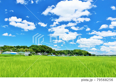 夏の青空と田んぼ風景 夏の青空と田んぼ風景 79568256