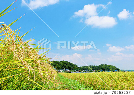 秋の青空と田んぼ風景 79568257
