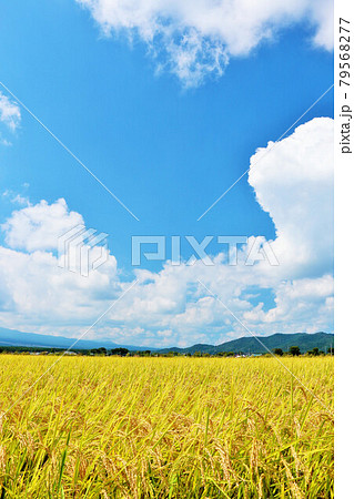秋の青空と田んぼ風景 79568277