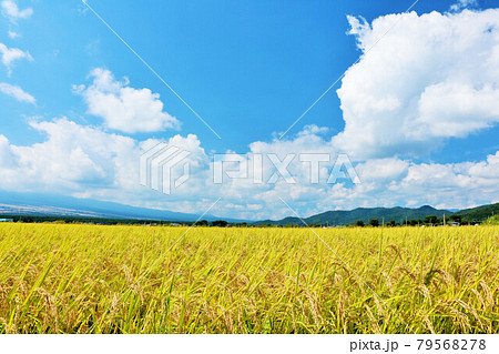 秋の青空と田んぼ風景 79568278