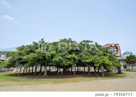 鹿児島県　沖永良部島の国頭小学校の日本一のガジュマル 79568773