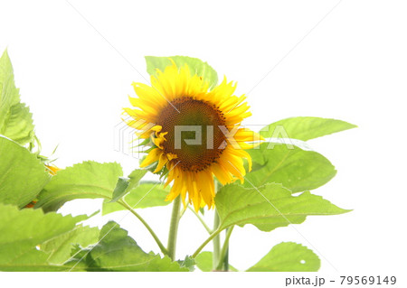 夏の花　ひまわり 79569149