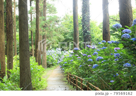 紫陽花 涸沼自然公園 紫陽花 涸沼自然公園 79569162