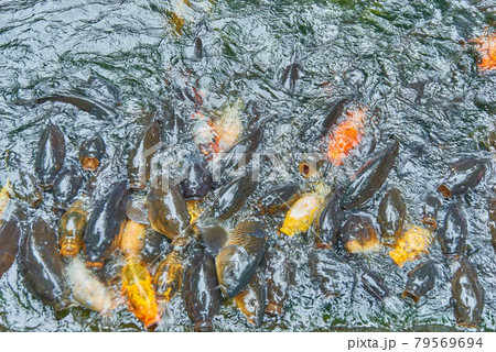 東京都港区愛宕神社餌に群がる錦鯉 79569694