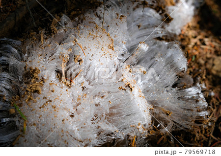 氷の植物 79569718
