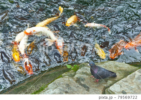 東京都港区愛宕神社餌に群がる錦鯉 79569722