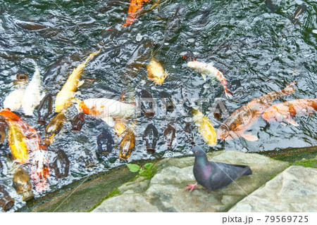 東京都港区愛宕神社餌に群がる錦鯉 79569725