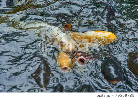 東京都港区愛宕神社餌に群がる錦鯉 79569739