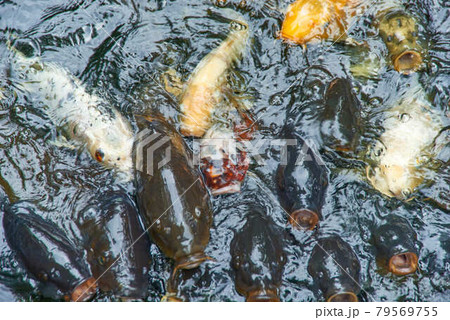 東京都港区愛宕神社餌に群がる錦鯉 東京都港区愛宕神社餌に群がる錦鯉 79569755