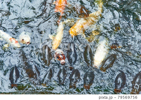 東京都港区愛宕神社餌に群がる錦鯉 79569756