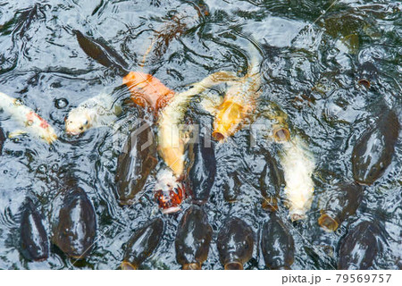 東京都港区愛宕神社餌に群がる錦鯉 79569757