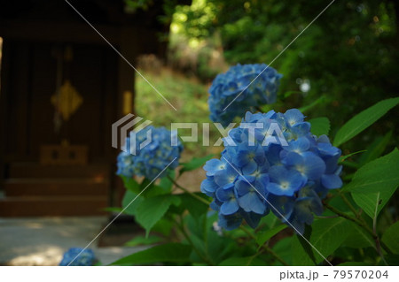 社に咲く紫陽花 社に咲く紫陽花 79570204