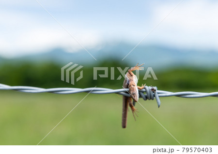 牧場　有刺鉄線のモズのはやにえ 79570403