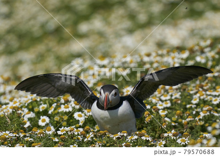 Puffin landing amongst summer flowers 79570688